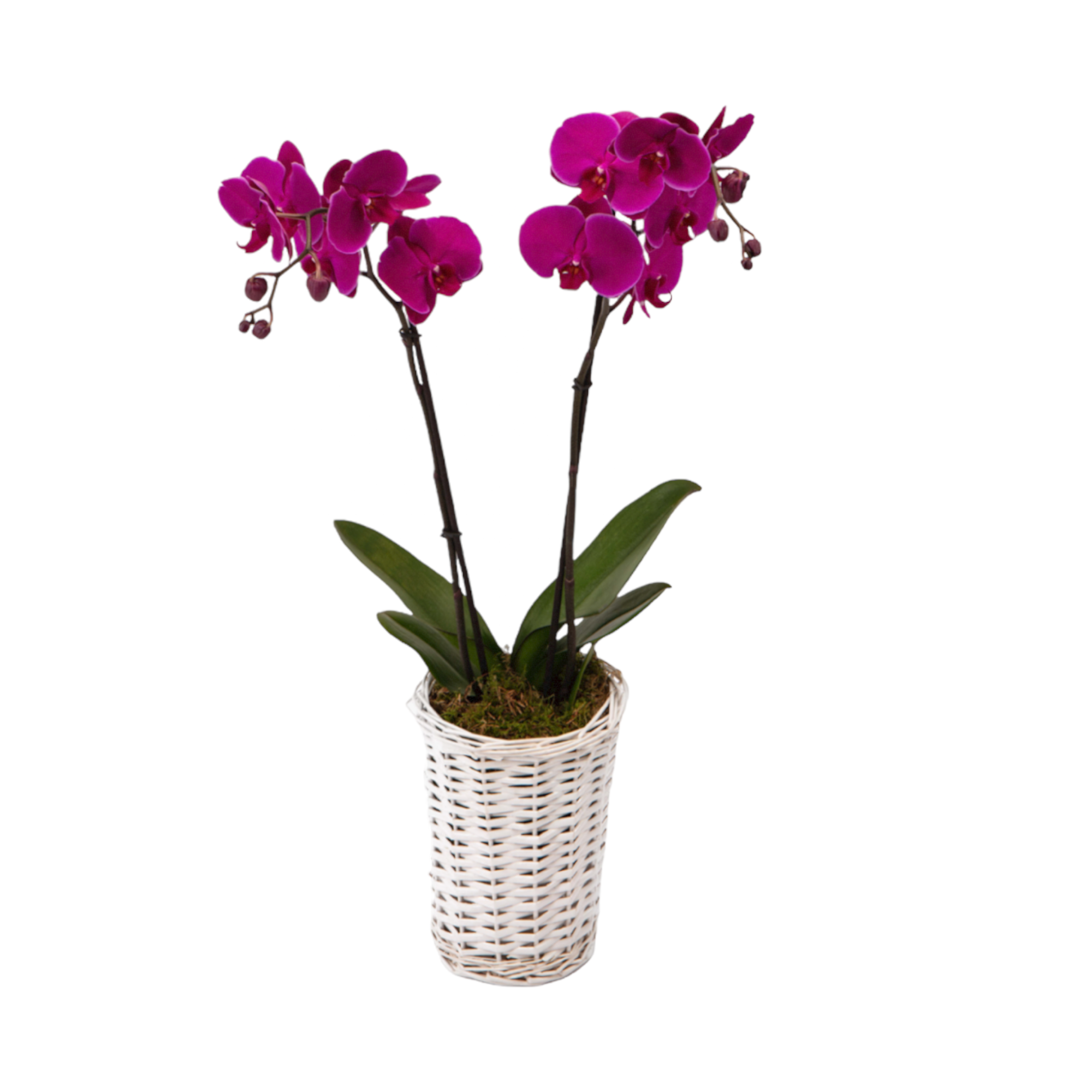 Orchid Plant Fuschia in a basket