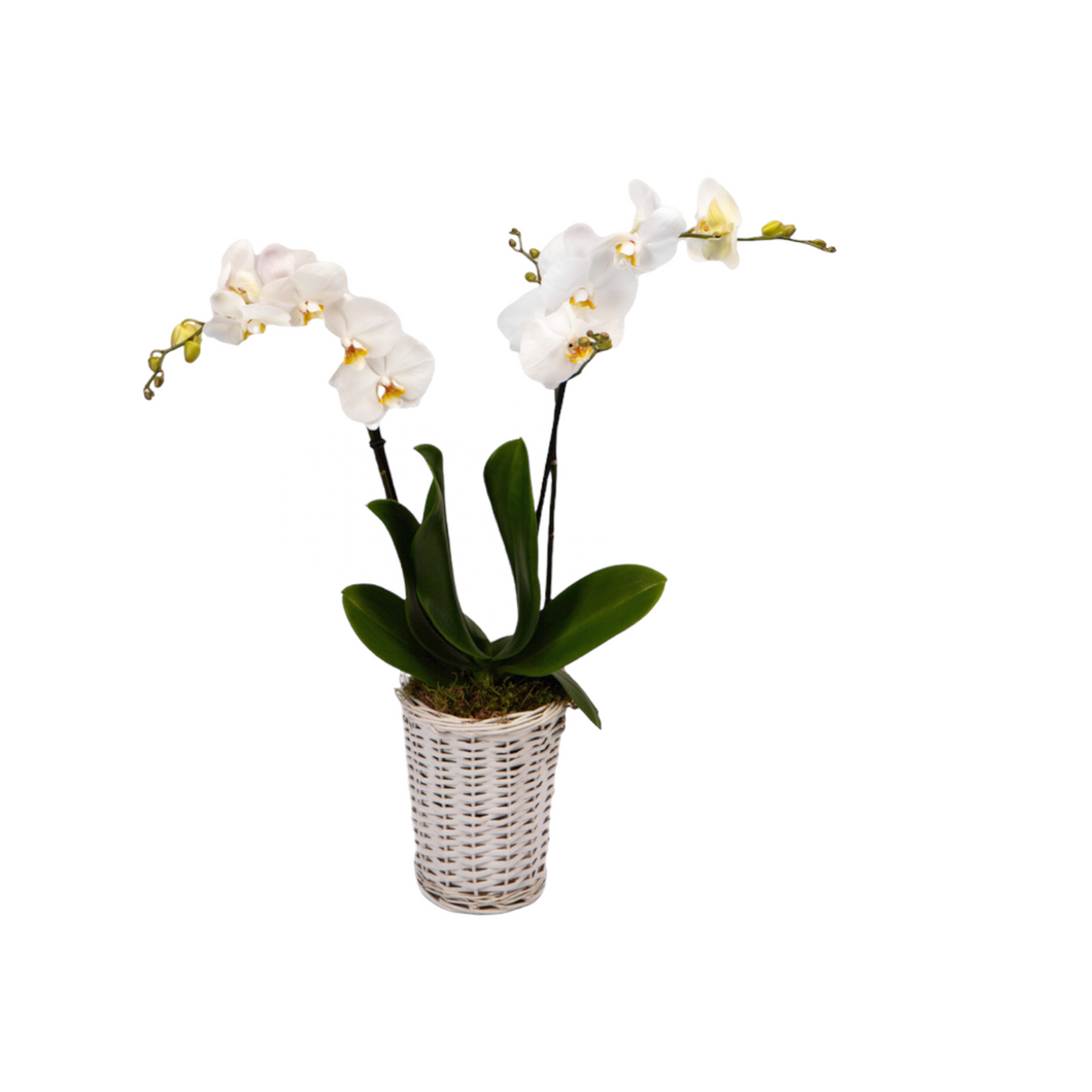 Orchid Plant White in a basket