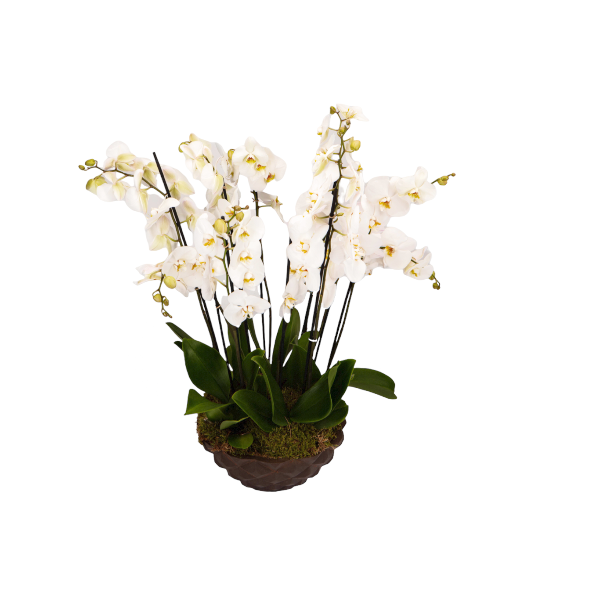 Orchid Plant Arrangement